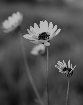 Framed Wildflowers 8 Print