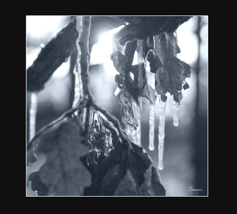 Framed Ice Branch 4 Print