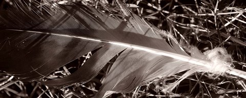 Framed Feather and Shrub Print