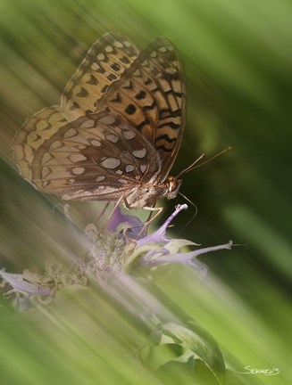 Framed Natural Motif XI Print
