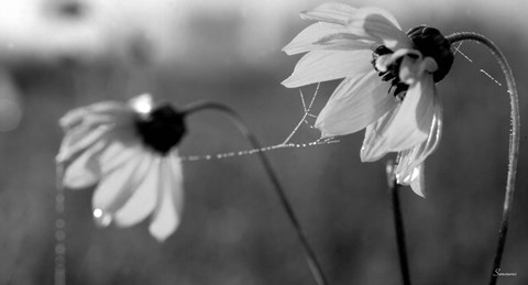 Framed Wildflowers 2 Print
