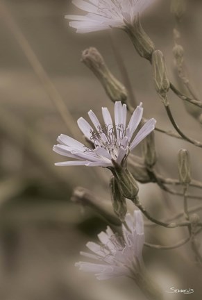 Framed White Flower Cluster Print
