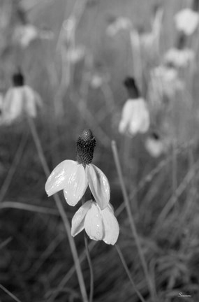 Framed Wildflowers 9 Print