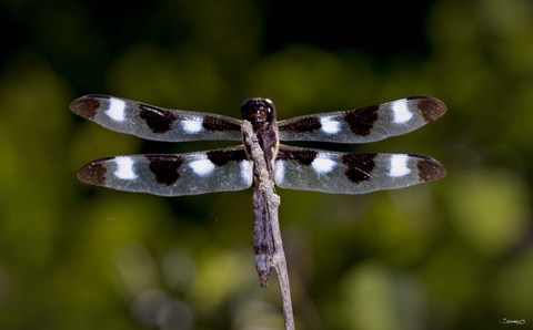 Framed Dragonfly With Brown And White Speckle Print
