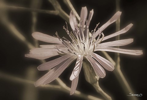 Framed Pink Flower Petal Closeup Print