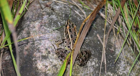 Framed Shades Of Nature Spotted Frog Print