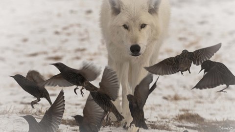 Framed Scavenger Print