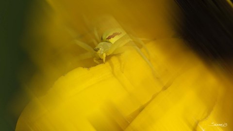 Framed Natural Motif VII Print