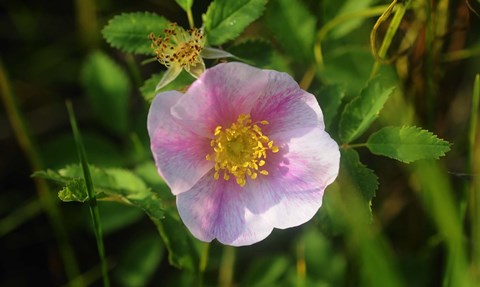 Framed Shades Of Nature White Bloom I Print