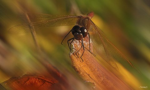 Framed Natural Motif I Print