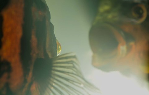 Framed Fishes Under Green Water Swimming Print