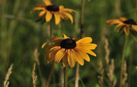 Framed Orange Bloom Print