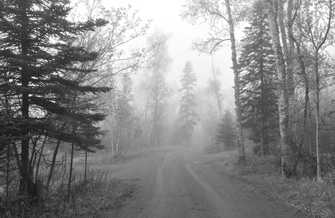 Framed Path Through Woods Black And White Print