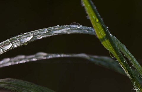 Framed Blades Of Grass After Rain Print