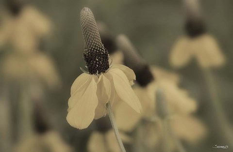 Framed White Flower In Field Closeup I Print