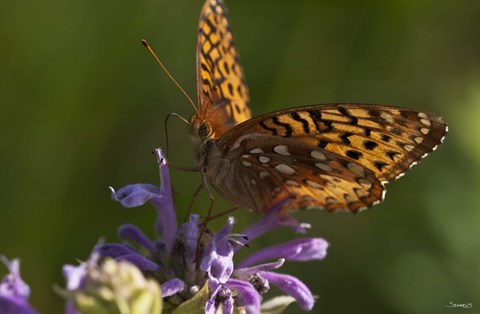 Framed Orang Butterfly On Purple Wildflower Print