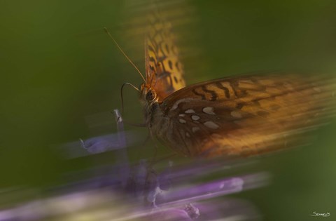 Framed Natural Motif VIII Print