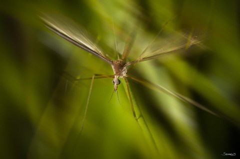Framed Natural Motif X Print