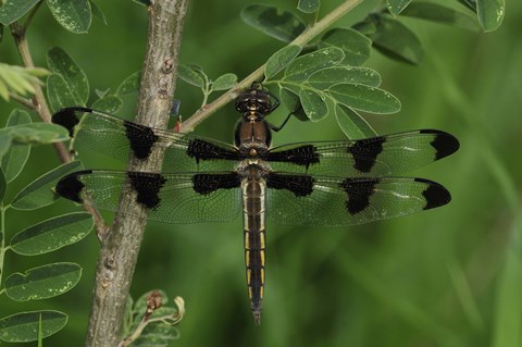 Framed Brown Dragonfly With Black Spotted Wings Print