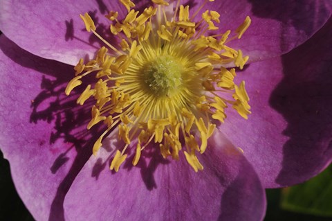 Framed Purple Flower With Yellow Stamen Print
