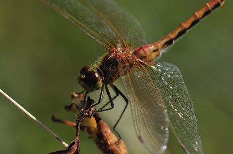 Framed Red And Orange Dragonfly Print