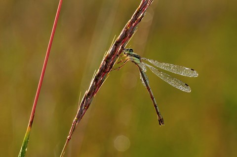 Framed Green Dragonfly On Red Stem Print