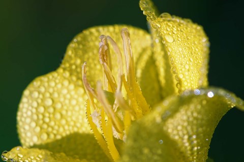 Framed Yellow Flower Bloomed With Dew Print
