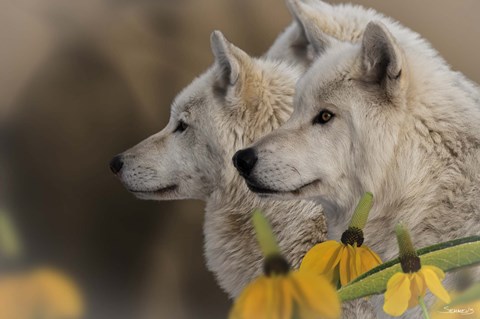 Framed Three Wolves Print
