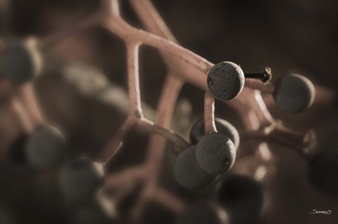 Framed Black Berries On Branch Print