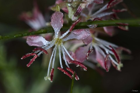 Framed Pink Flowers Covered In Dew Print