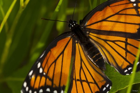 Framed Orange Butterfly And Greenery Closeup Print
