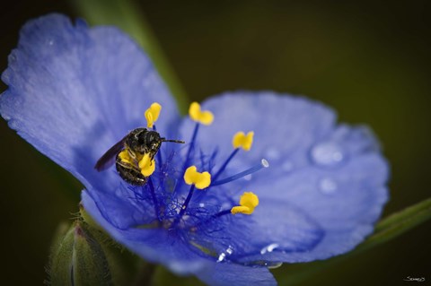 Framed Bee On Blue And Yellow Flower Print
