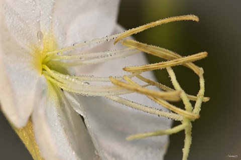 Framed White Flower Bloomed Closeup Print