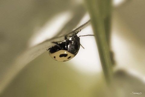 Framed Yellow Ladybug On Blade Of Grass Print
