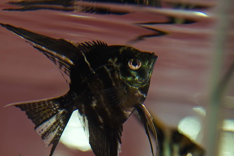 Framed Angel Fish II Print