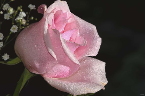 Framed Rose Pink Print