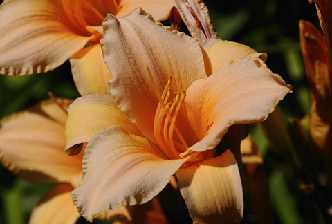 Framed Shades Of Nature Orange Flowers Print
