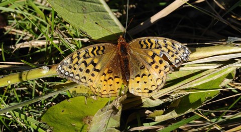 Framed Shades Of Nature Butterfly On Grass Print