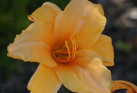 Framed Shades Of Nature Orange Flower Print