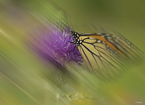 Framed Natural Motif V Print