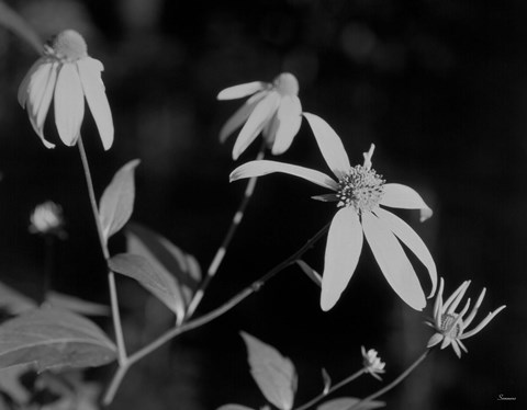 Framed Wildflowers 10 Print