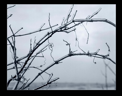 Framed Ice Branch 1 Print