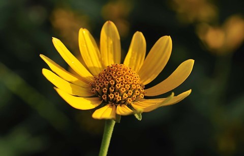 Framed Shades Of Nature Yellow Flower On Green Print