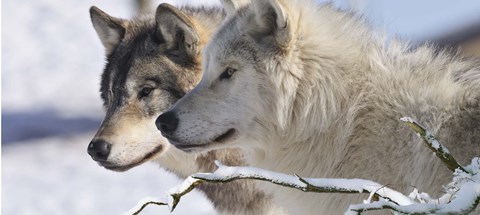 Framed Zoo Wolf 5 Print