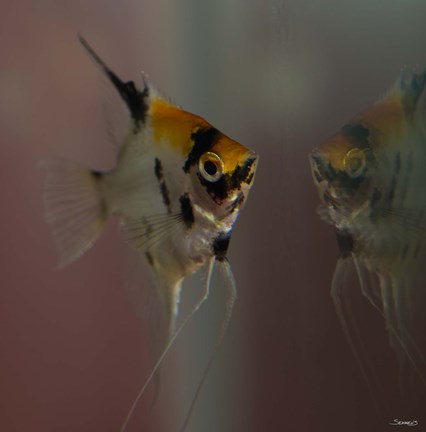 Framed Angel Fish VII Print