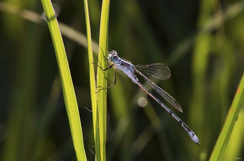 Framed Dragonfly And Light Green Grass Print