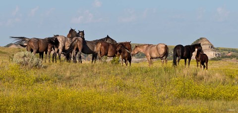 Framed Horses In Yellow Field Print