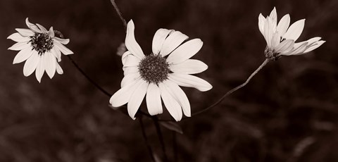 Framed Buffalo River Flowers II Print