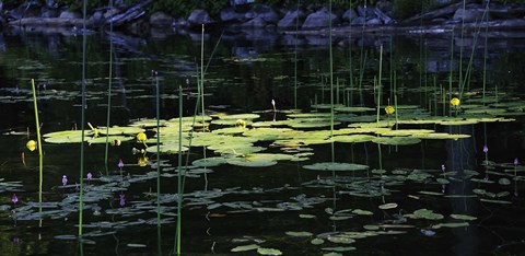 Framed Shades Of Nature Yellow Water Lillies Print