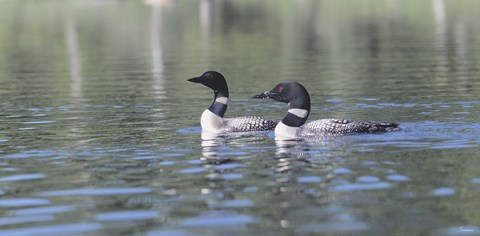 Framed Common Loon 5 Print